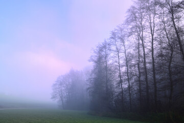 Obraz na płótnie Canvas Several trees stand alone in the autumn in the early morning mist in the landscape, at dawn