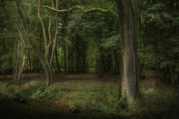 trees in the forest