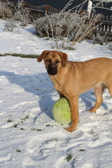 Junger Hund mit Ball im Schnee
