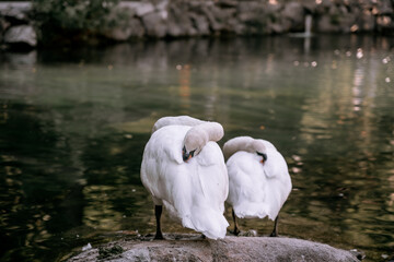 white swan on the lake