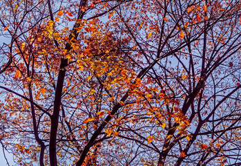 Red foliage against  blue sky