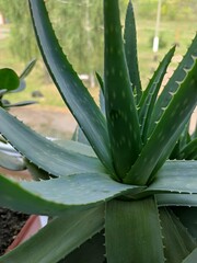 Fototapeta premium Agave