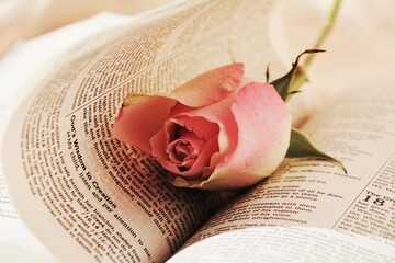 Bible, pink rose and book, religion