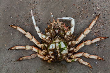 crab on sandy background