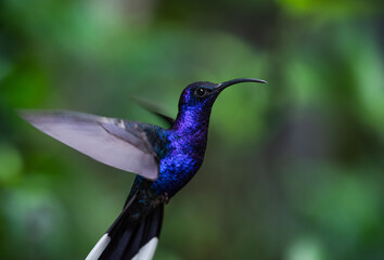 Hummingbird hovering, beautiful flying violet sabrewing, Campylopterus hemileucurus, sharp colorful close up portrait of wild bird in the rainforest of costa rica, Trochilidae