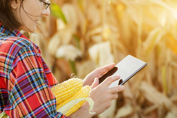 Middle age brunette caucasian female farm worker in glasses with digital tablet inspecting corn field sunny summer day