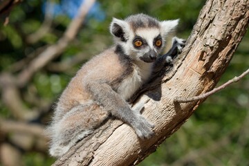 lemur on tree