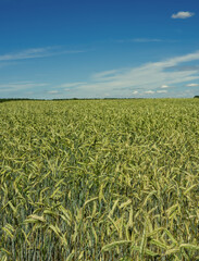 Rye field in summer on blue sky and clouds. Countryside landscape. Agriculture ears growing on the field. Harvest time and crop field. Grain for rye flour. Agribusiness.