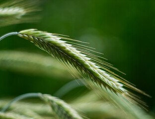 Close up of rye ears growing on the field. Summer landscape. Agriculture harvest. Countryside dark...