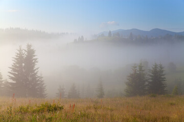 Mountain landscape, lonely fir trees on the pasture, forest and mountain in deep fog.