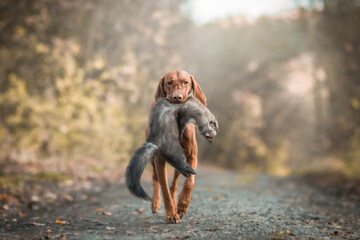 Hungarian Short-haired Pointing Dog (Vizsla) hunting season