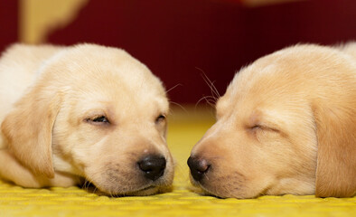 Two sleeping Labrador puppies