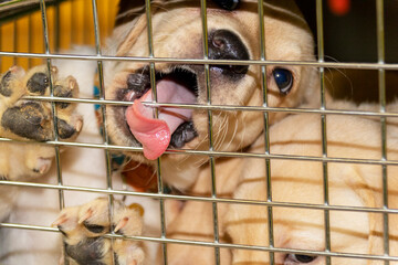 Small Labrador puppy biting his cage