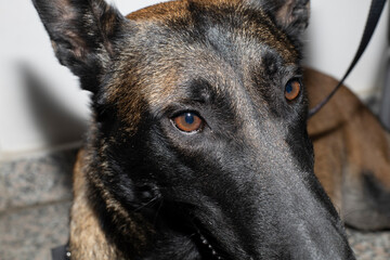 The face of a Belgian Malinois