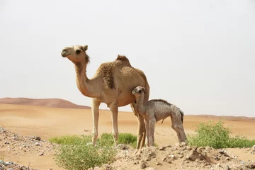 A mother camel with her offspring © Michael