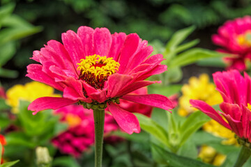 red flower in the garden