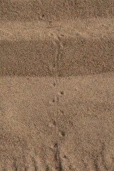 footprint in sand