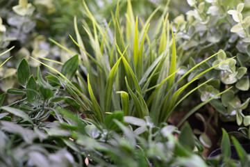 artificial, decorative, green grass for interior decoration