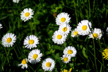 Flowers of Daisies in the background of green vegetation.