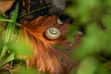 snail on leaf © david