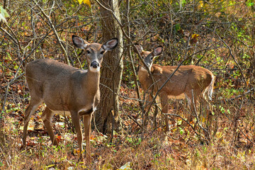 Mamma and yearling buck in the woods in autumn