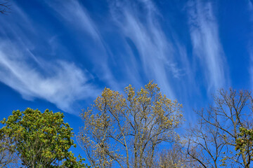 Cirrus clouds over trees in autumn