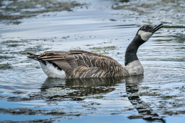 country goose swimming in the water