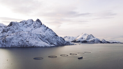 Salmon fish farming in Norway sea. Food industry, traditional craft production, environmental conservation. Aerial view of round mesh for growing fish in arctic water