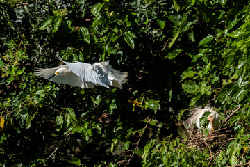 white egret in flight