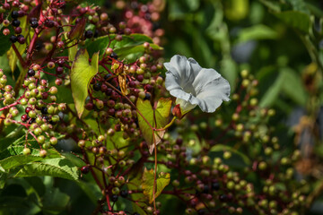 bind weed