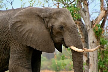 African Elephant / Loxodonta africana /. Moremi Wildlife Reserve, Okavango Delta. Botswana. Africa.