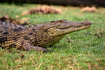Nile Crocodile / Crocodylus niloticus /. Chobe National Park. Botswana. Africa.