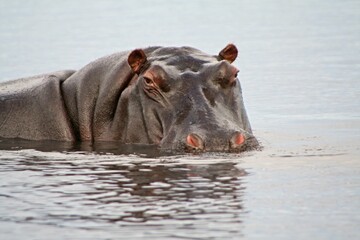 Hippopotamus / Hippopotamus amphibius /. Chobe National Park. Botswana. Africa.