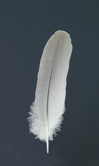 Plume de pigeon
