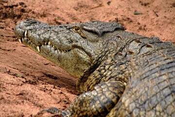 Nile Crocodile / Crocodylus niloticus /. Chobe National Park. Botswana. Africa.