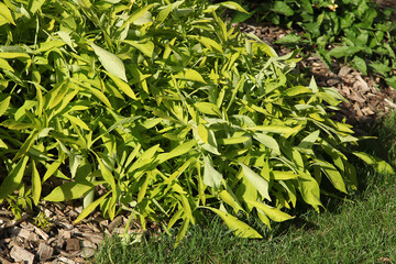 Ipomoea batatas Sweet Caroline Lime