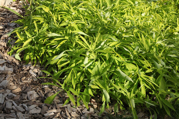 Ipomoea batatas Sweet Caroline Lime