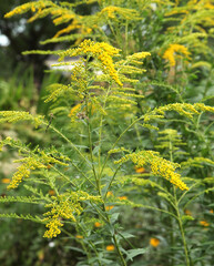 Solidago