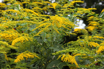 Solidago