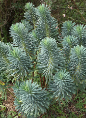 Euphorbe à l'automne