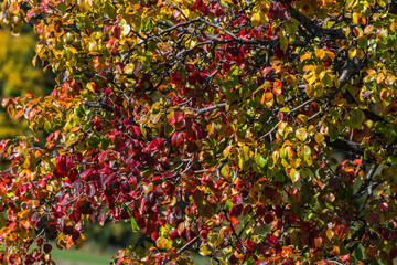 Fototapeta premium different colored leaves from a tree in the autumn sun