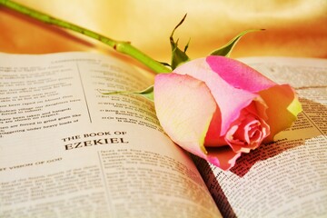 Valentine romance, red rose and book