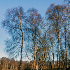 Stark silver birch trees with bare winter branches against a blue sky at Skipwith Common National Nature Reserve, North Yorkshire, England