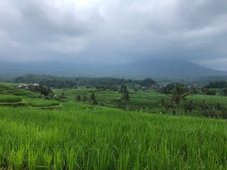 Regen &uuml;ber den Reisterrasssen