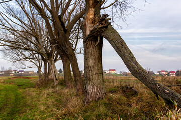 Jesienne krajobrazy z doliny Narwi, Podlasie, Polska