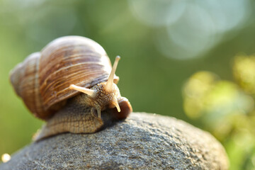  snail crawling on the stone