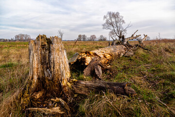 Jesienne krajobrazy z doliny Narwi, Podlasie, Polska