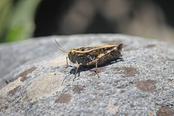 A grasshopper of the genus Calliptamus observed in the Cantabrian Mountains, northern Spain.