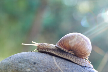  snail crawling on the stone