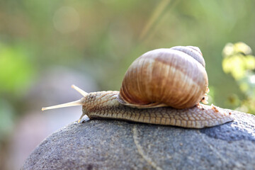  snail crawling on the stone